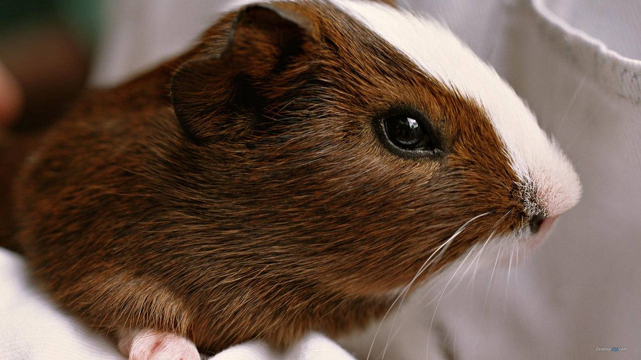 梓豪代刷网快手刷赞 - qq空间说说说说刷赞软件免费版,qq刷赞平台黑牛_低价刷空间人气业务