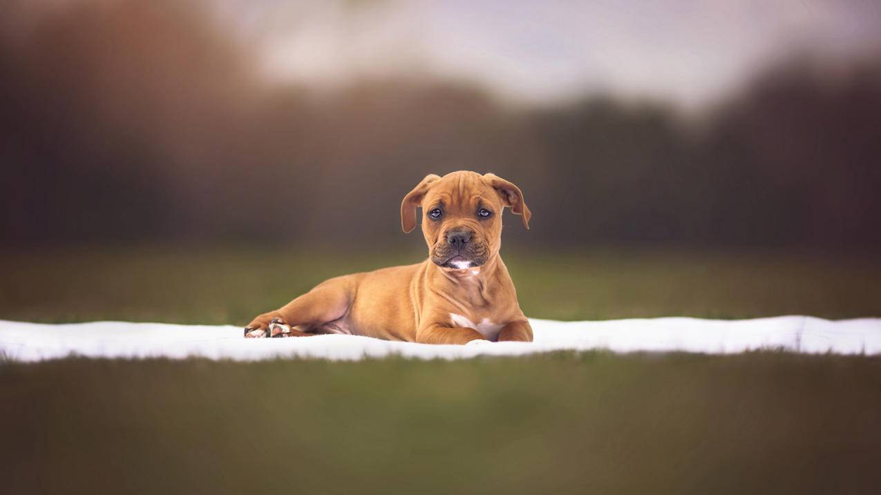 巨量千川新品如何投放？ - 低价业务 - dy业务网