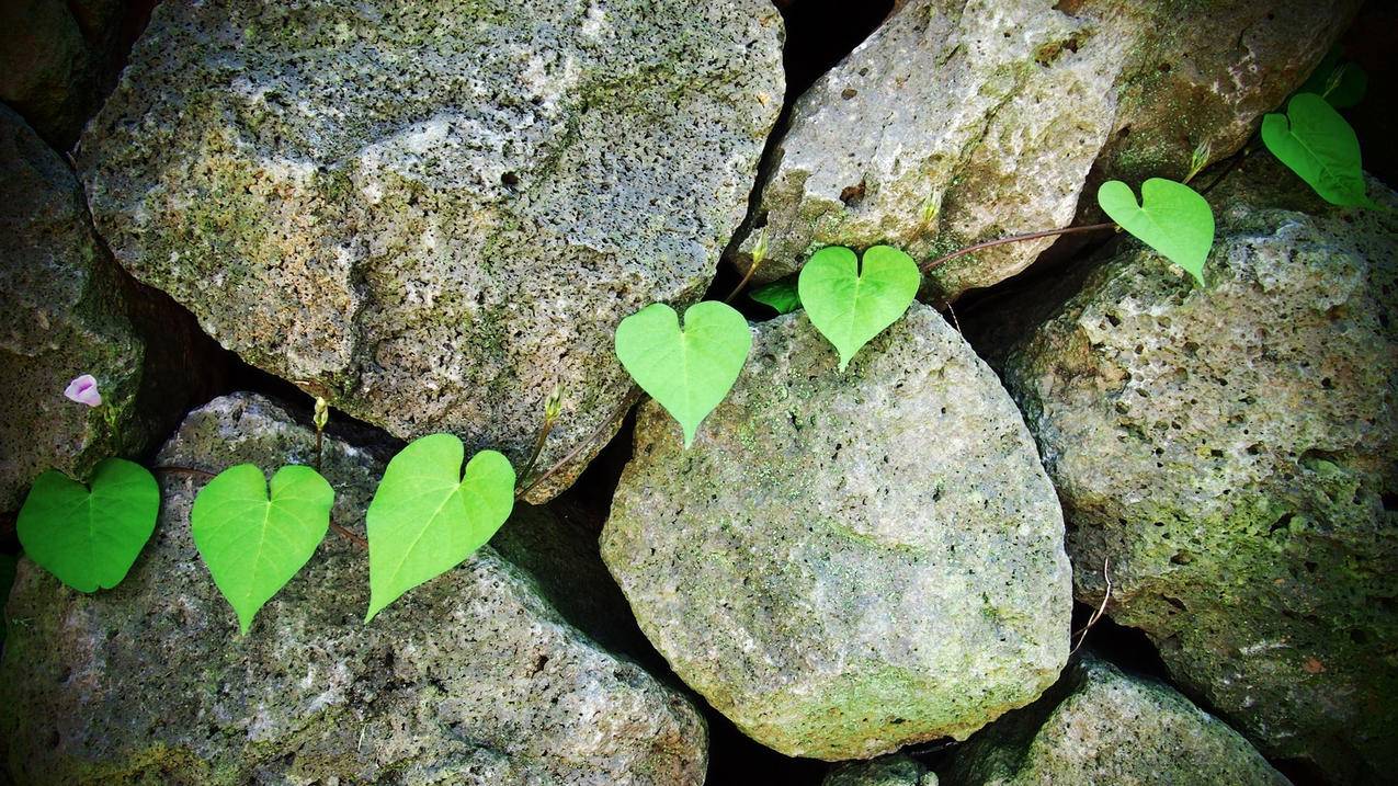 关于Shadowrocketiosid的信息 - 注册外服方法 - 55dz账号网