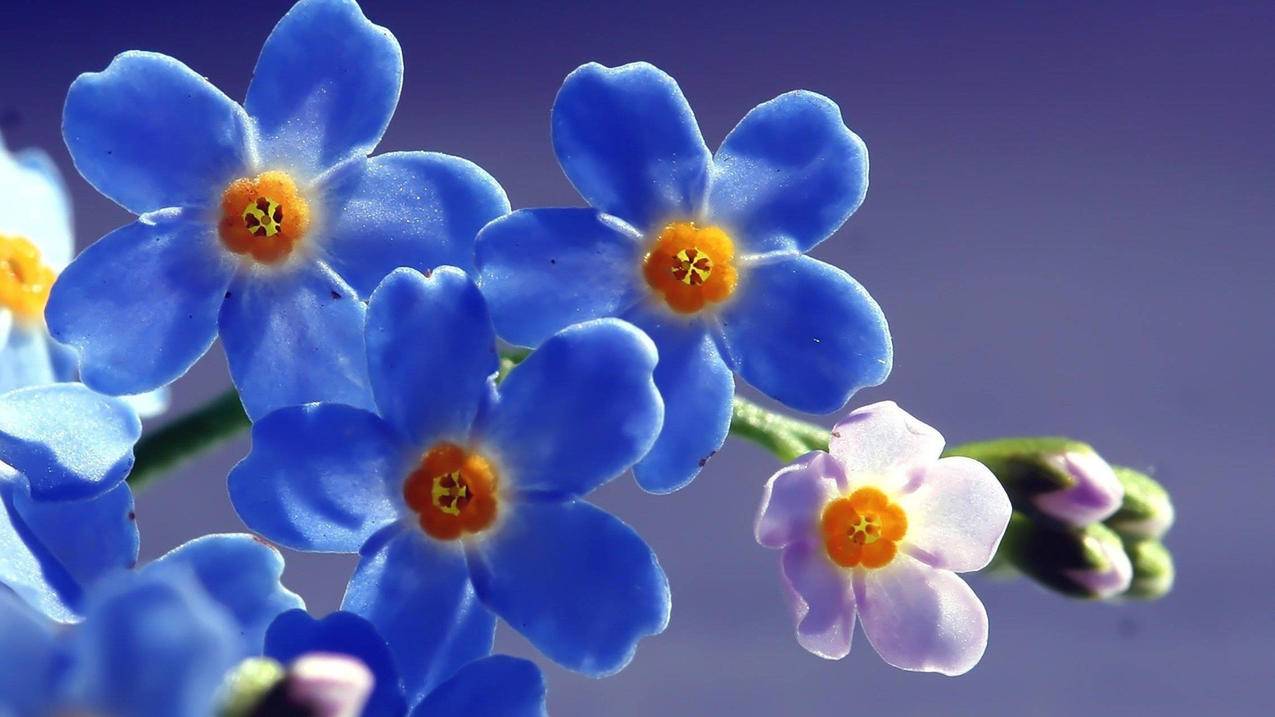 日服手游下载_凹凸世界日服手游下载 - 日本苹果ID - 55dz账号网