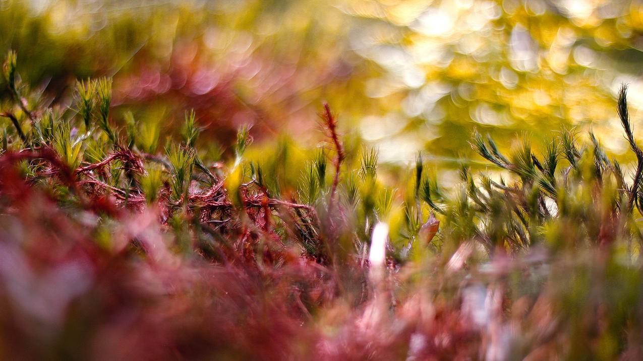 App Store微信支付怎么解除? ， iPhone苹果手机如何解除与微信支付的绑定  - 55dz账号网