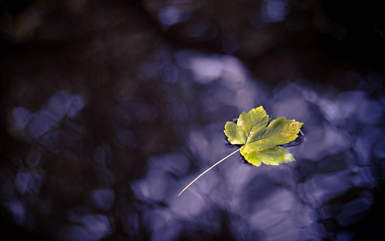 怎样取消apple id的绑定 ， 苹果手机怎么取消已绑定的设备账号?  - 55dz账号网