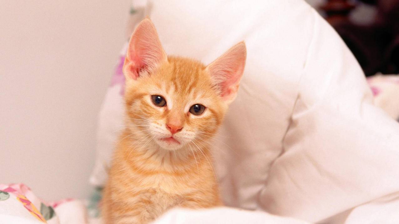 同一个菲律宾苹果id怎么共享任何东西（菲律宾apple id分享） - 各区苹果ID - 55dz账号网