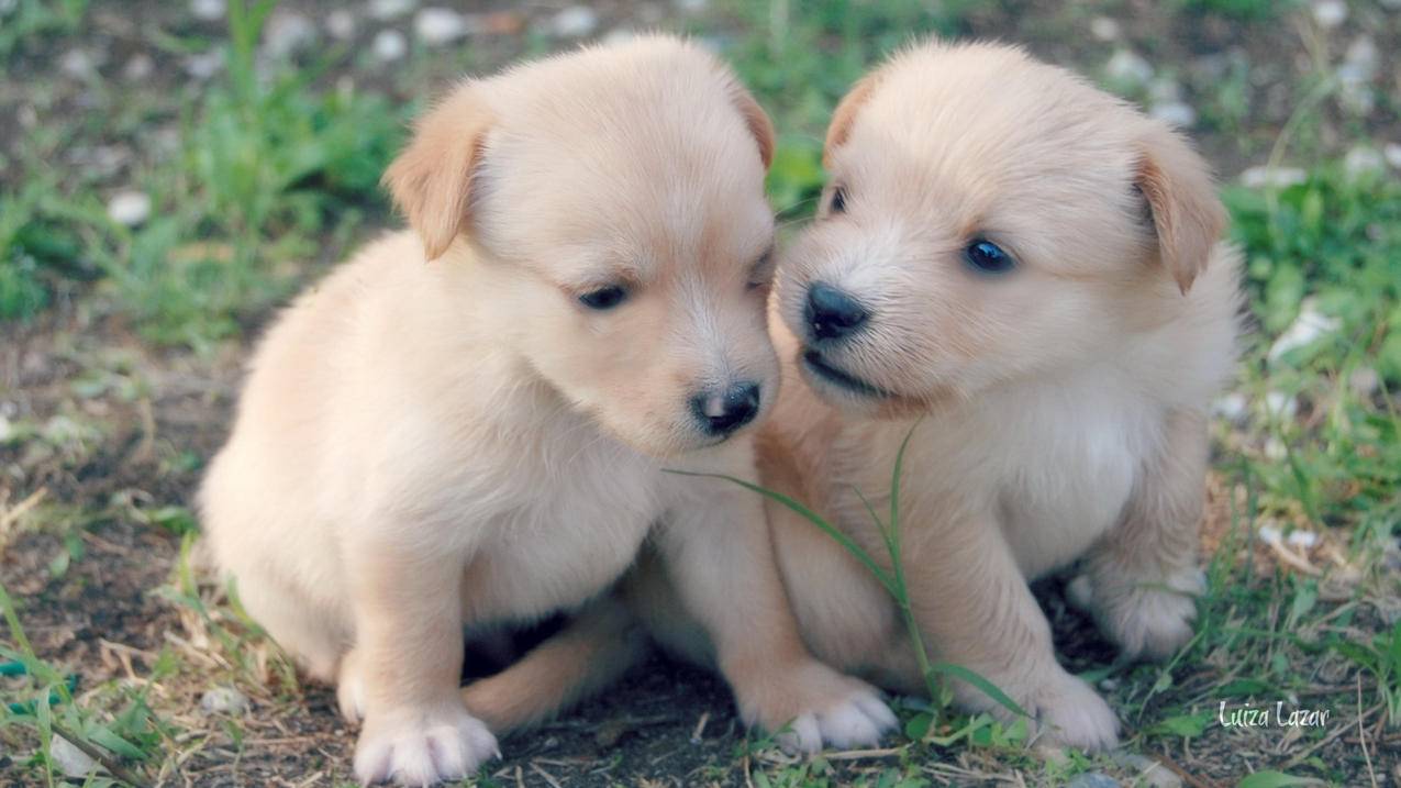 zoomairaj11_aj11有zoom吗 - zoom相关 - 55dz账号网