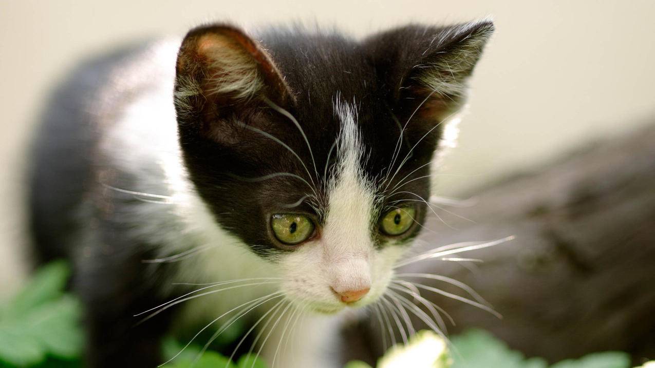 怎么得到拼多多砍价链接-dy业务网