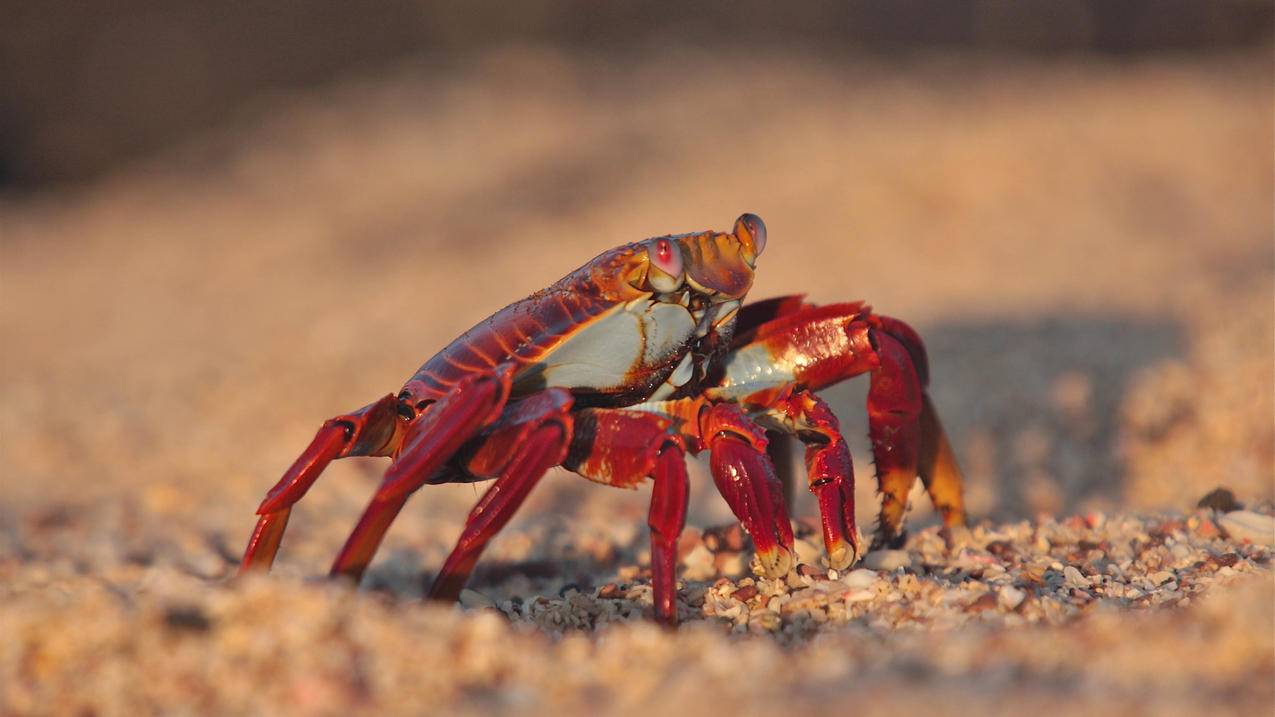 电视怎么用clash不能输入_电视上安装clash - clash相关 - 55dz账号网