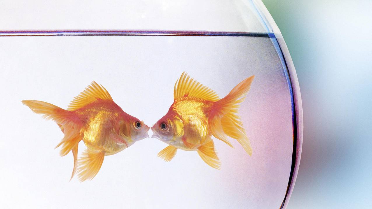 如何换苹果iD邮箱? ， 苹果手机怎么设置id账号和密码  - 55dz账号网