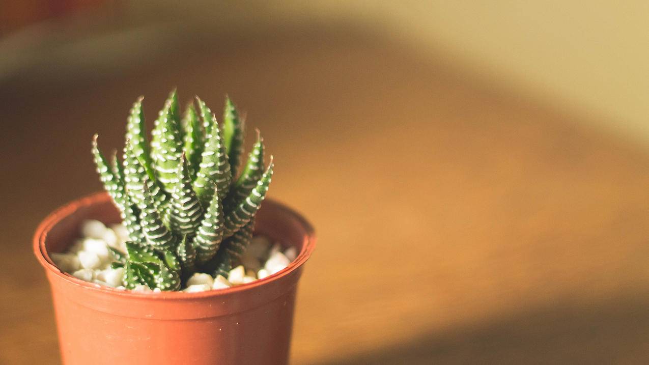 越南appleid账单寄送地址街道怎么写 - 各区苹果ID - 55dz账号网