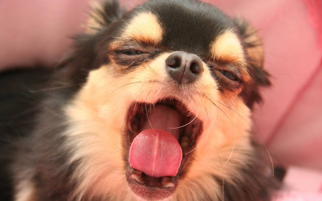 ssr地址转clash_ssr转换器 - clash相关 - 55dz账号网