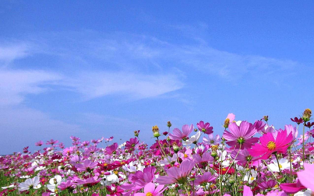 注册日本id信息怎么填_注册日本id姓名怎么填 - 日本苹果ID - 55dz账号网