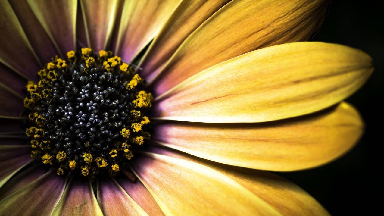 拼多多砍价后怎么支付-dy业务网