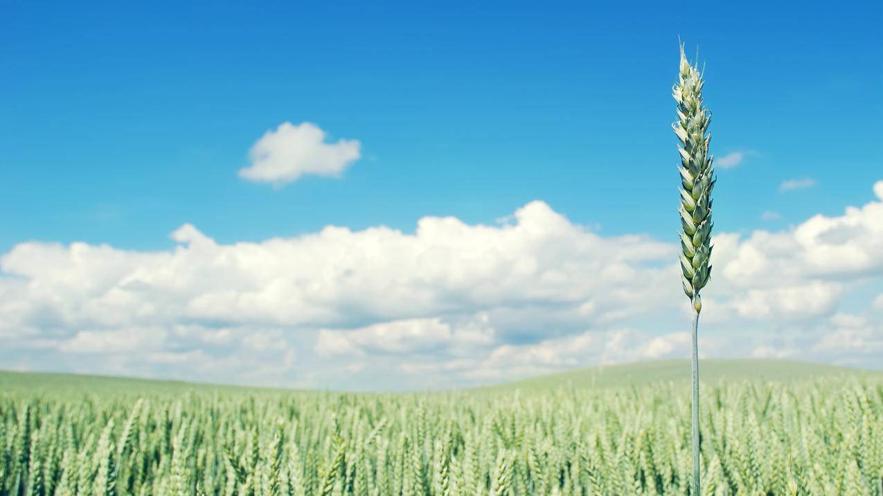 怎么玩拼多多砍价快递-dy业务网