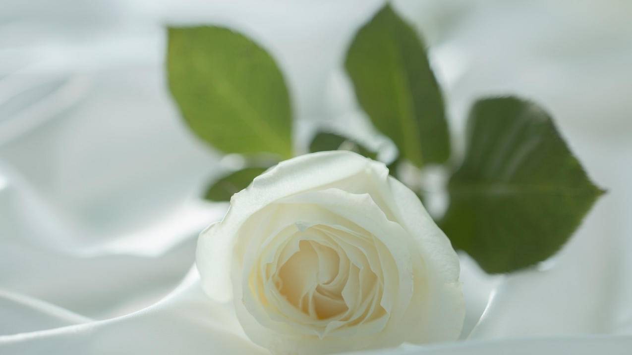 dy免费24小时下单平台，dy免费24小时下单平台是什么？如何使用？ - dy24h自助 - ks24小时自助