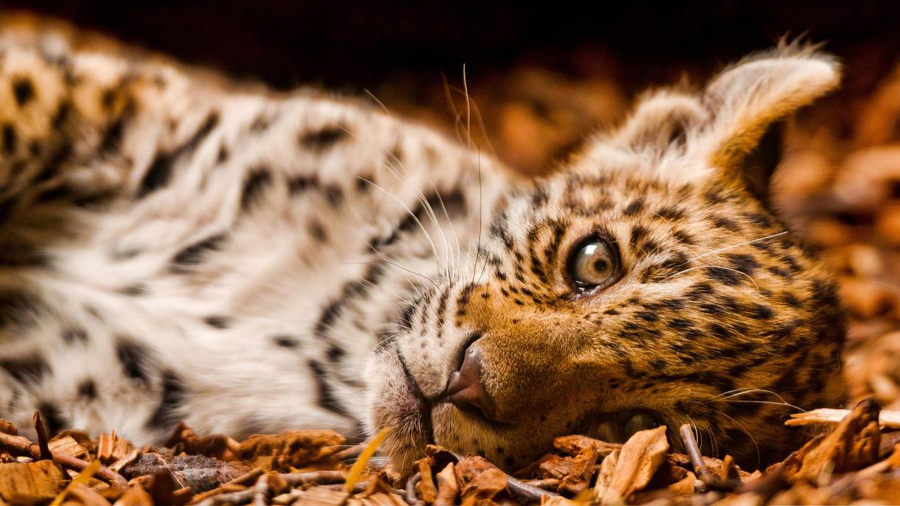 自助刷赞快手-qq刷赞免费低价,快手刷赞包,免费刷qq赞业务,旺旺卡盟代刷网