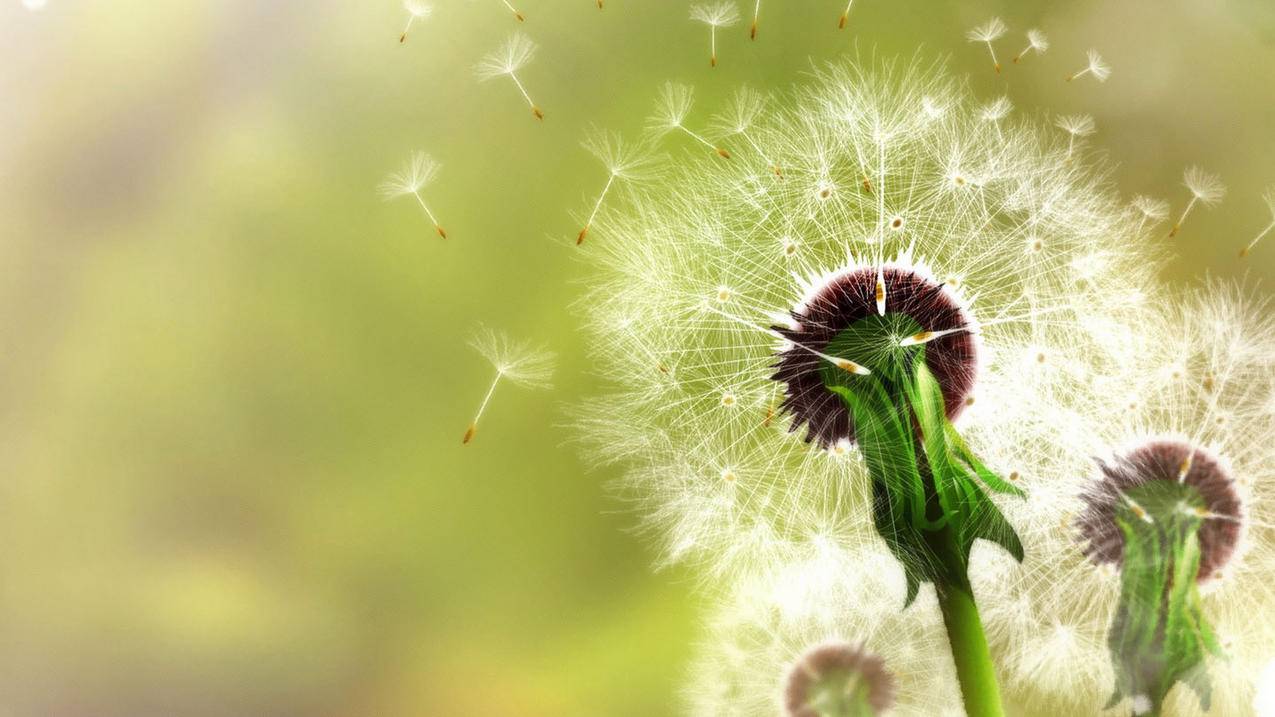 ie浏览器下载文件病毒并删除_ie浏览器中病毒 - gmail相关 - 55dz账号网