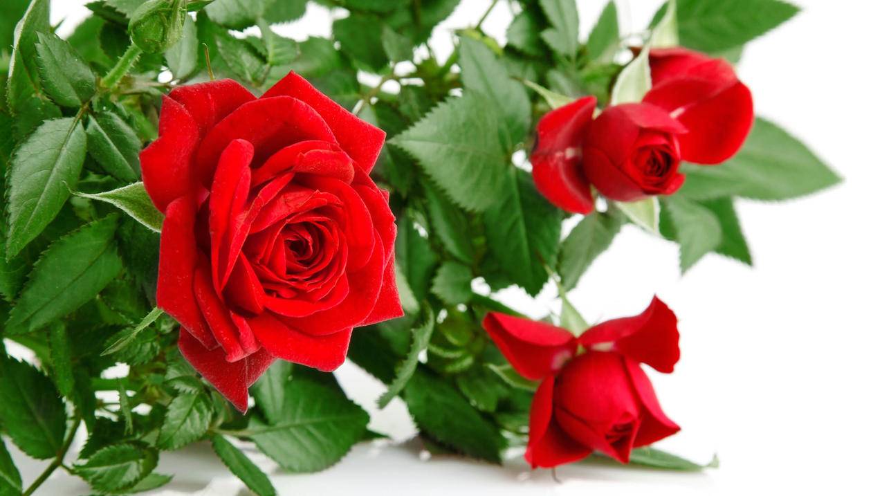 tiktok全球版破解版安装包_tiktok国际破解版安卓下载 - tiktok相关 - 55dz账号网