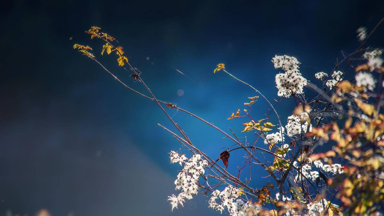 两个苹果手机用一个ID怎么查另一个手机的位置? ， 怎么查同一个id的苹果手机位置。  - 55dz账号网