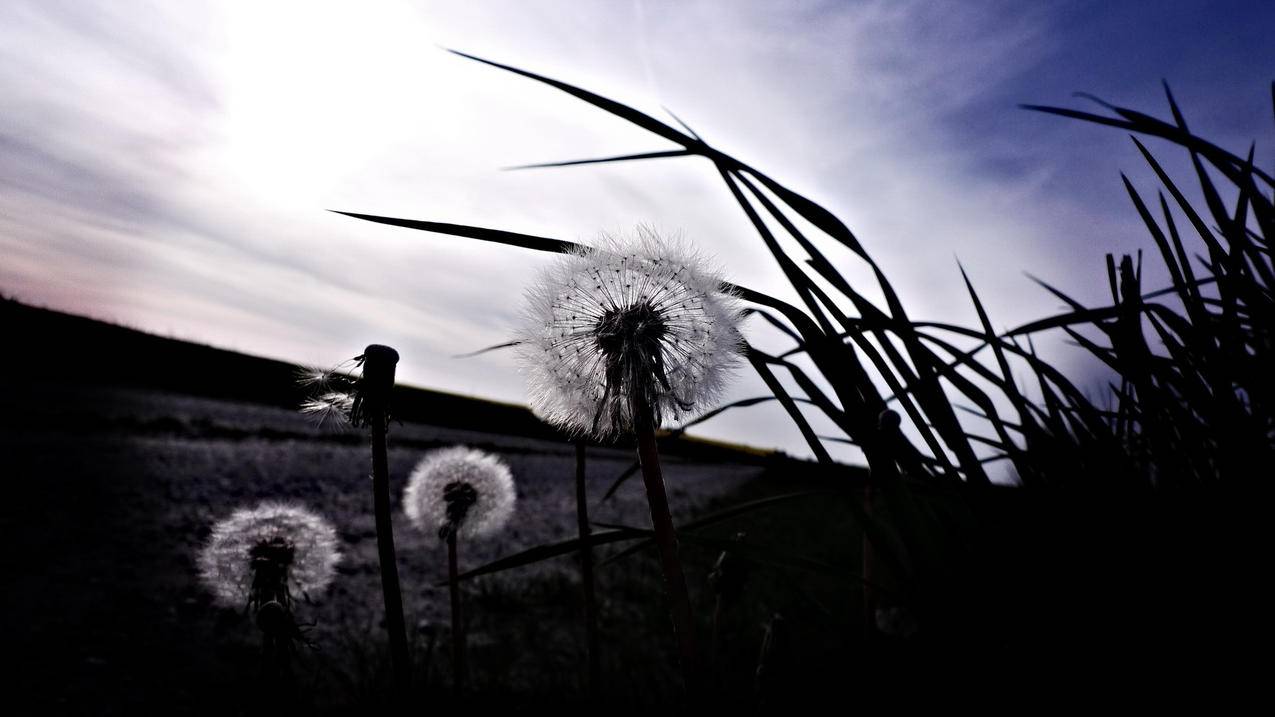 日本苹果id忘记以前的号码怎么办_apple id改为日本 - 日本苹果ID - 55dz账号网