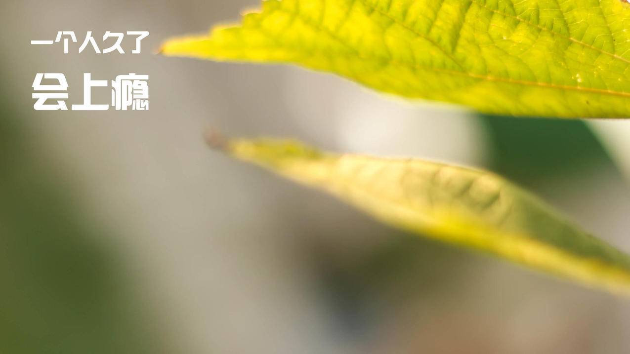 clash设置白名单_彩虹岛黄金守护星座4需要什么石头 - clash相关 - 55dz账号网