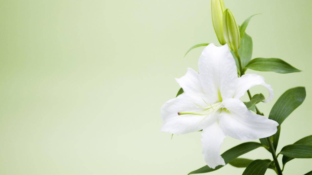 包含日本苹果id不要同步哪里设置的词条 - 日本苹果ID - 55dz账号网