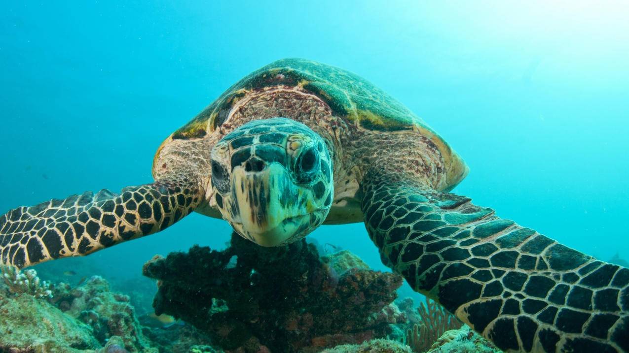 enigmamessenger安卓版怎么下载_enigmamessenger安卓版 - messenger相关 - 55dz账号网