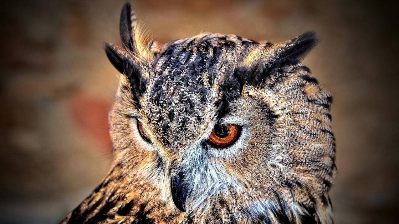 抖音业务在线自助是真的吗？ - 低价下单平台 - ks业务网