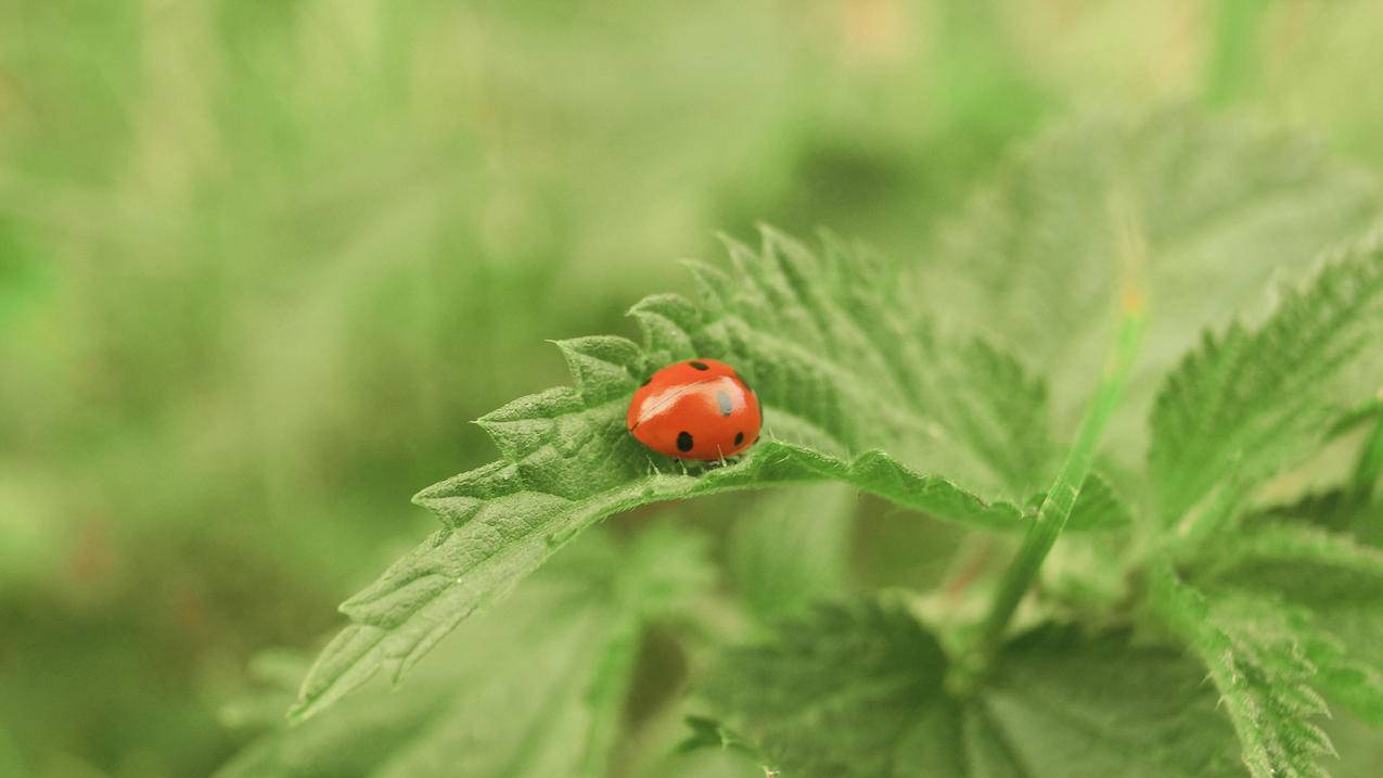 德国iPhone ID无人用的账号分享[24小时在线]_海外账号购买网
