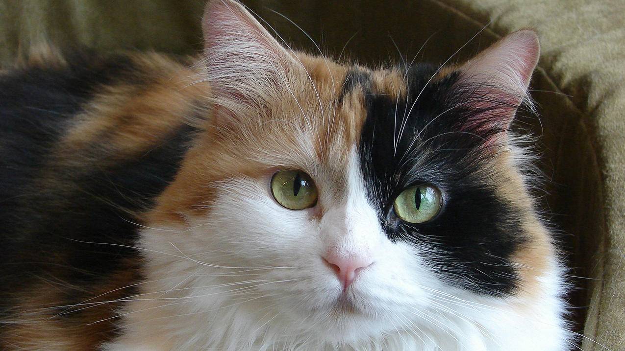 名片赞4毛一万,qq下单业务平台空间,快手永久粉丝网站便宜