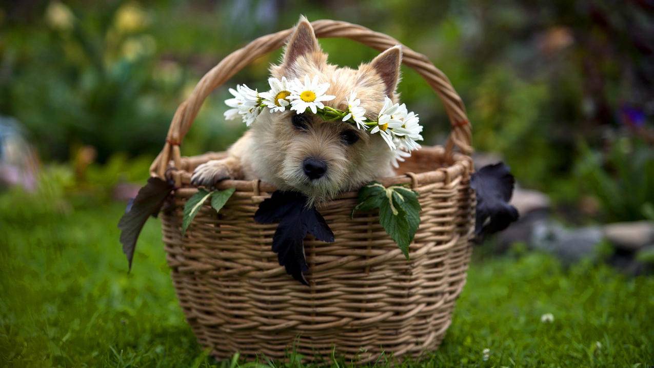 google安卓下载92_谷歌浏览器92 安卓 - google相关 - 55dz账号网