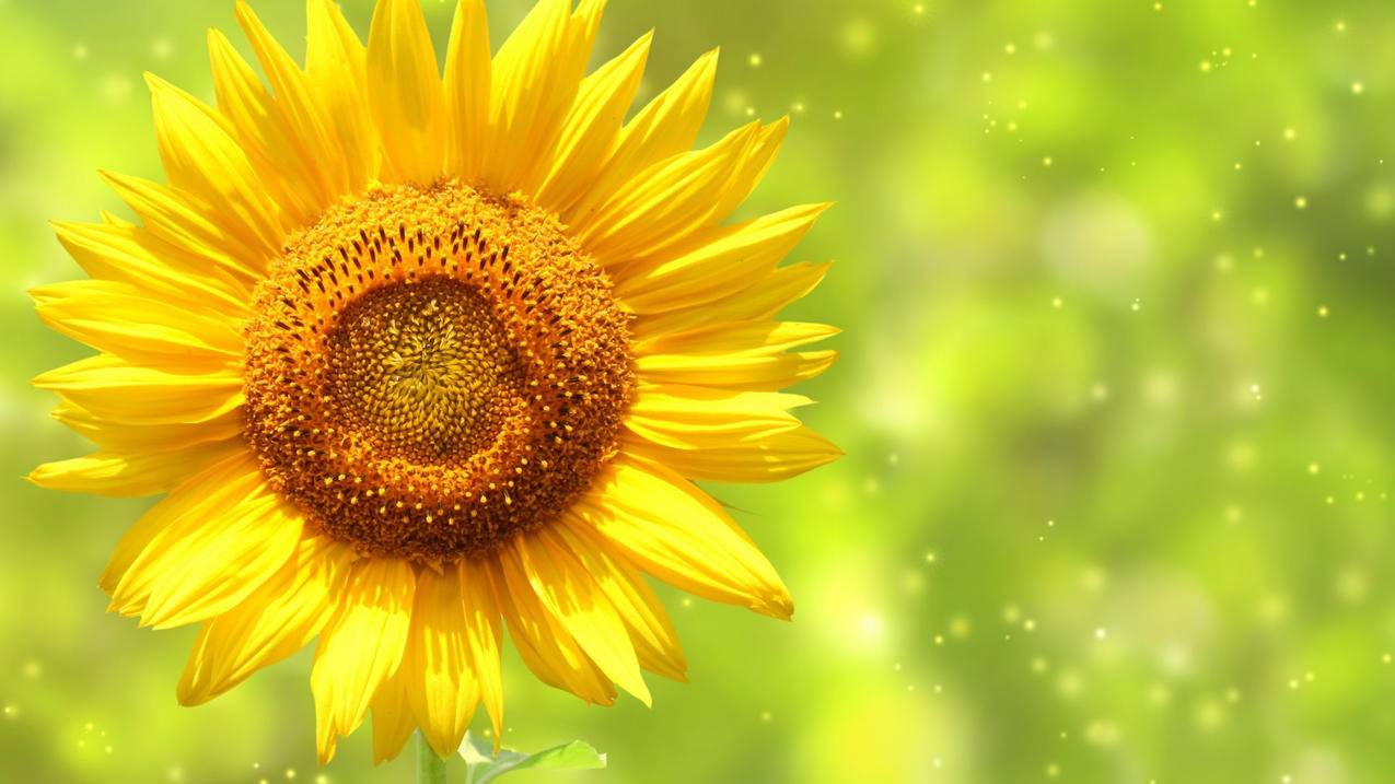 千川短视频如何找参考？ - ks自助下单 - ks业务下单