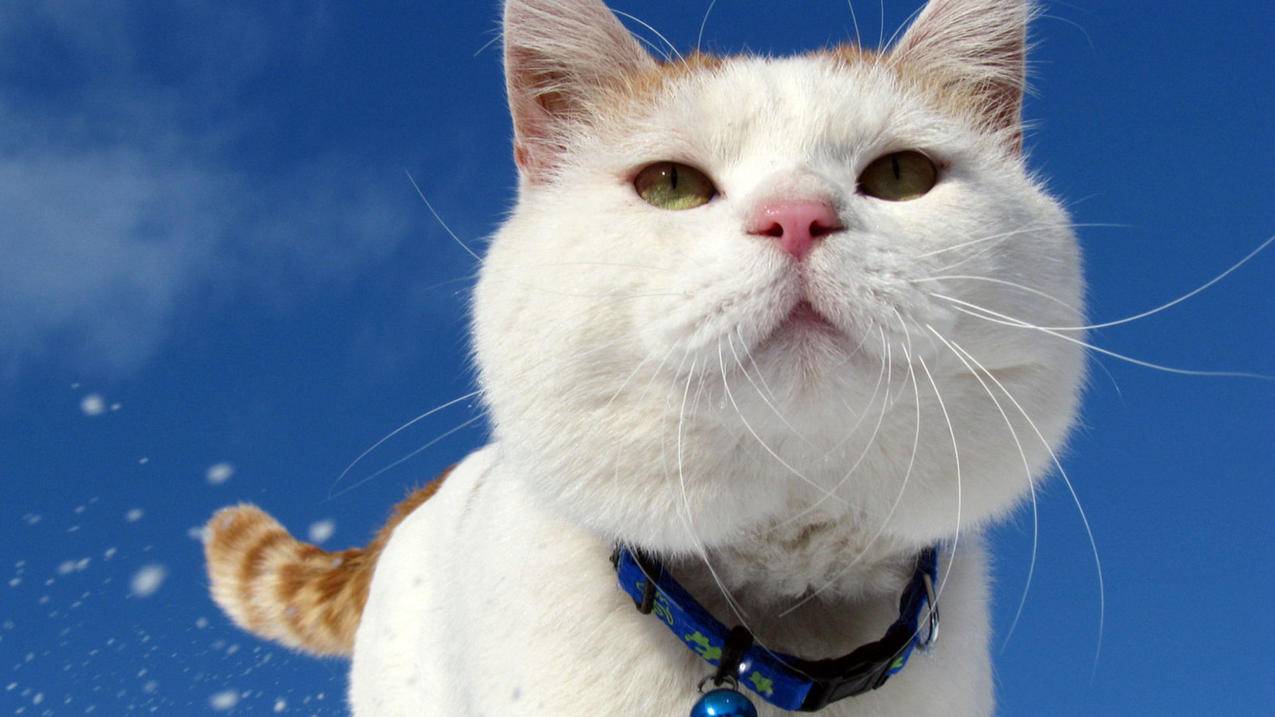 怎么更改日本苹果id账号和密码_苹果日本id账号密码大全可使用 - 日本苹果ID - 55dz账号网