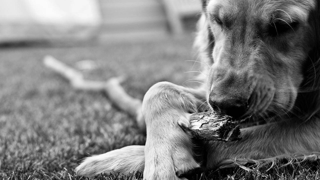 苹果手机如何免费下载nba2k20_苹果手机如何免费下载应用 - IOS分享 - 55dz账号网