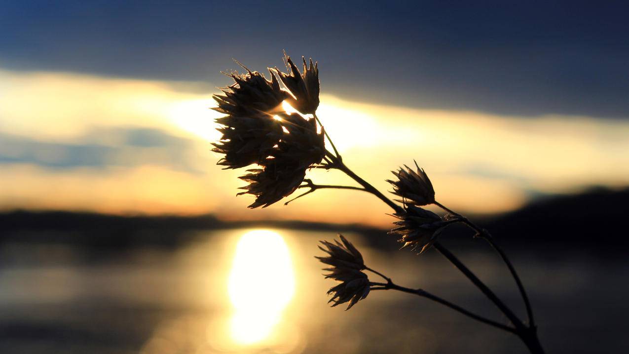 日本苹果id密码和手机号都忘了_苹果id日本账号和密码 - 日本苹果ID - 55dz账号网