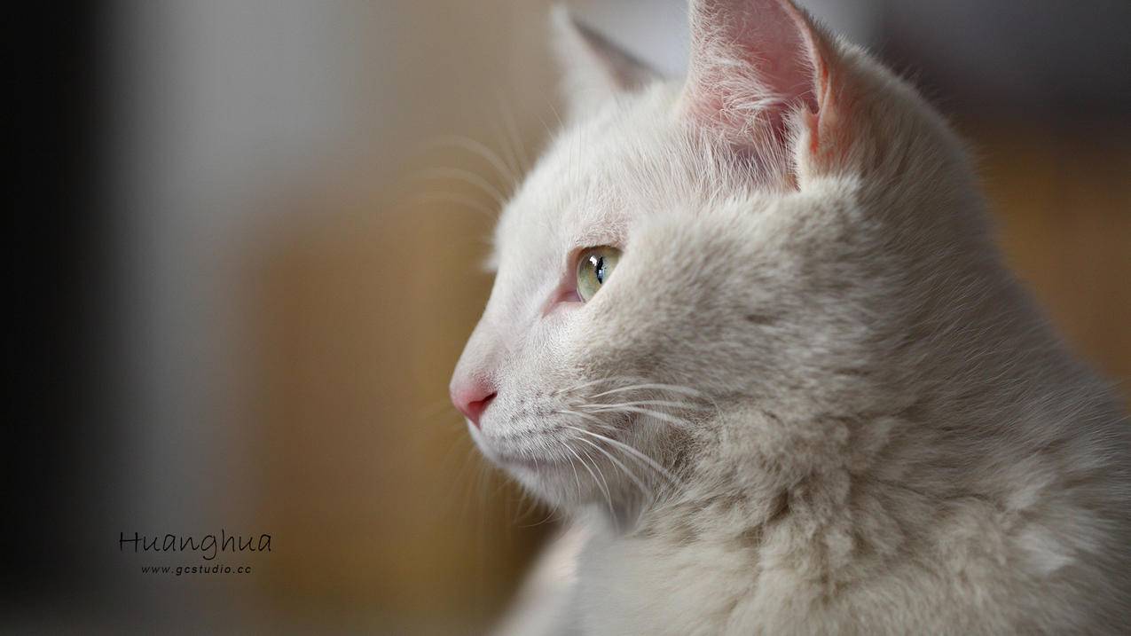 怎么用Ipad发送短信 ， 苹果id之间怎么互发消息  - 55dz账号网