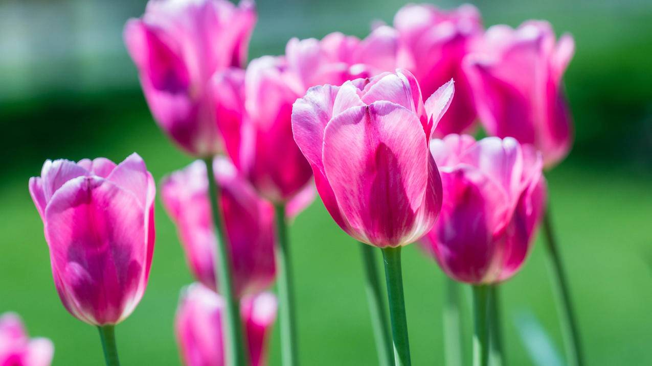 越南苹果id需要怎么注册 - 各区苹果ID - 55dz账号网