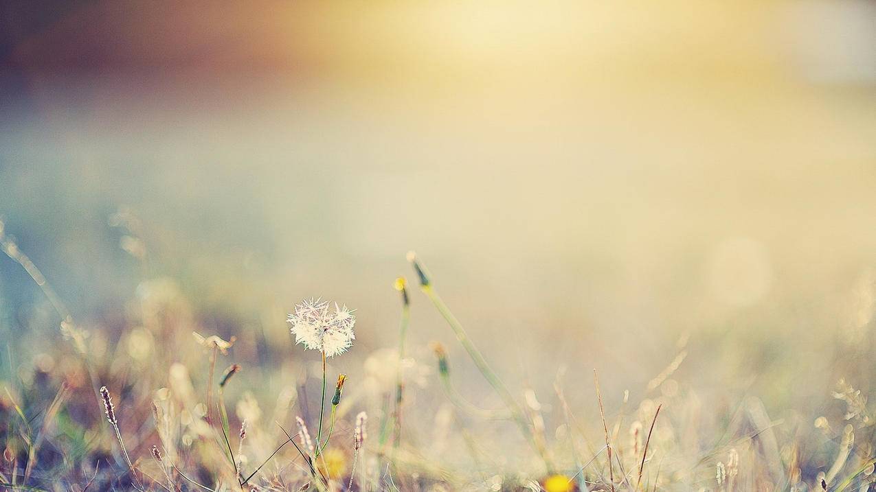 我的微信资料显示别人手机号怎么删除_我的微信资料显示别人手机号怎么删除不了 - 微信相关 - 55dz账号网