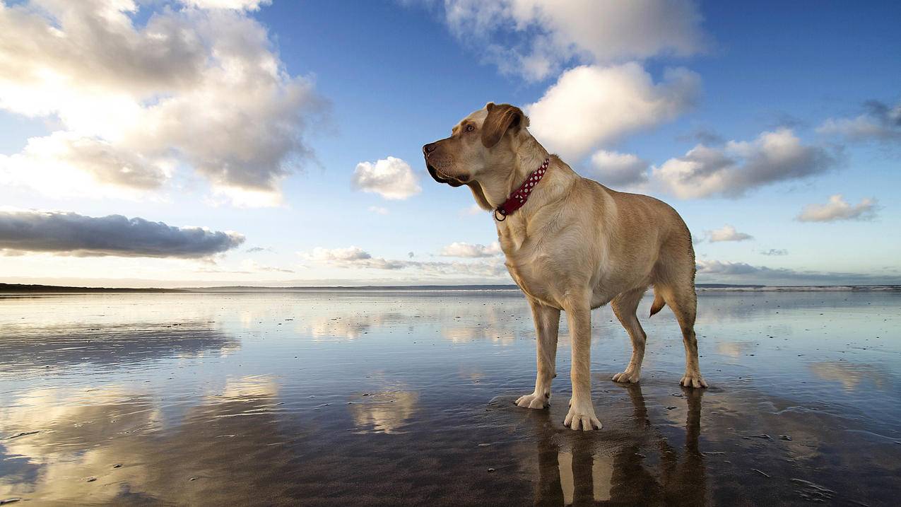 两个人用一个日本苹果id怎么关闭定位_苹果如何切换日本id - 日本苹果ID - 55dz账号网