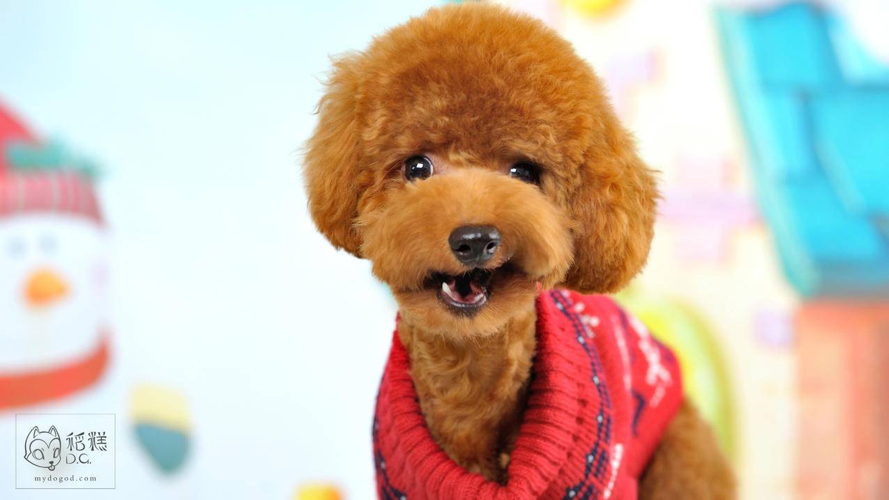 如何在 Ubuntu 中安装语音聊天工具 Discord  ( 微软花120亿美金都高攀不起的Discord,到底有什么魔力? ) - 55dz账号网