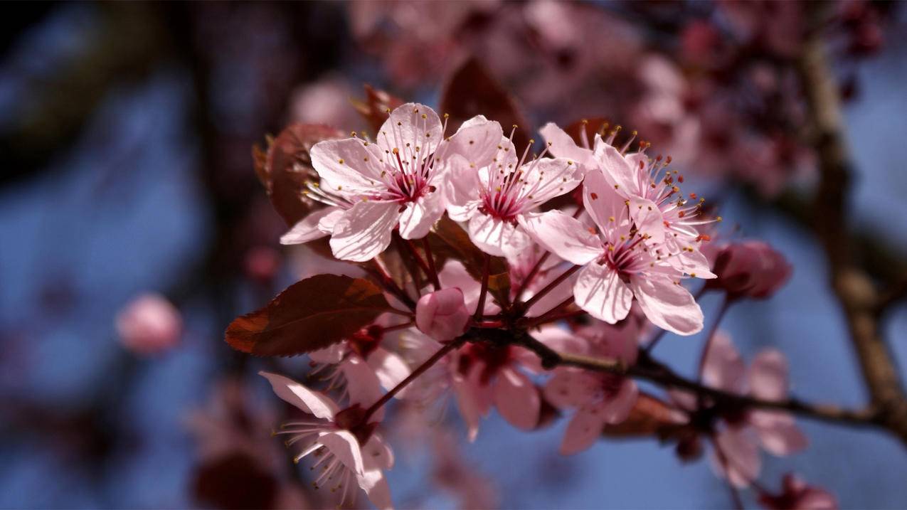 新版qq空间v8版刷赞-快手涨粉免费平台-晨曦带刷网,破解qq刷赞软件免费版