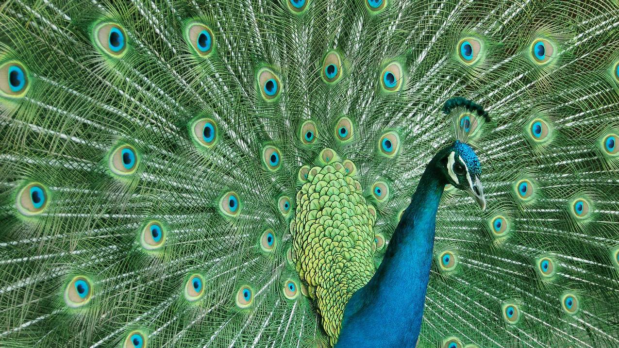 skype什么意思中文_skype英语是什么意思 - skype相关 - 55dz账号网