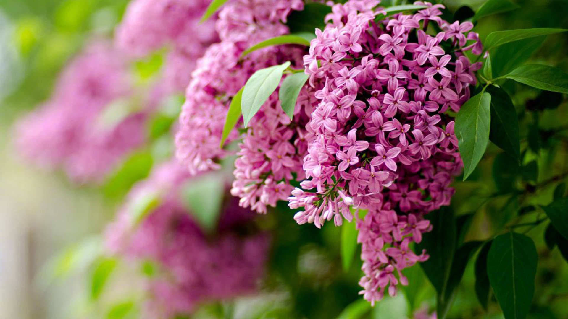 俄罗斯Apple ID免费苹果账号共享[自助登录]_海外账号购买网