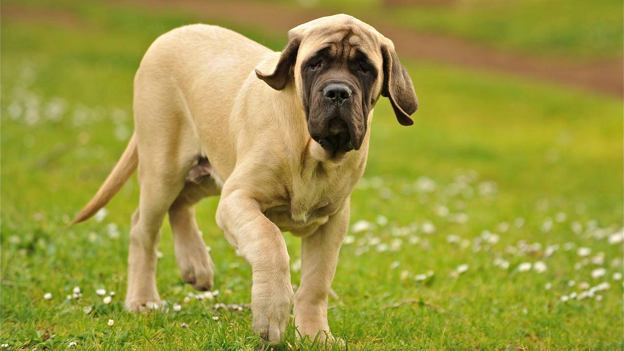 苹果手机更新15.2最新版本好不好_苹果更新151好不好 - skype相关 - 55dz账号网