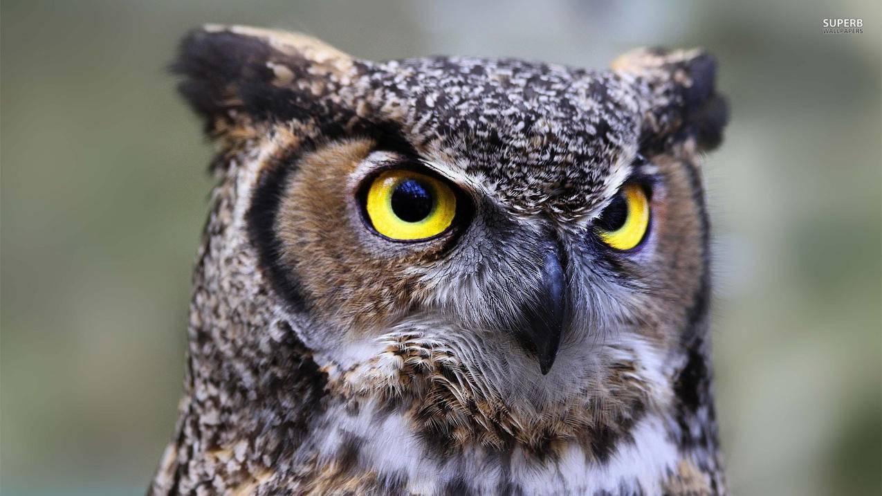 达人如何千川投放？ - 自助下单平台 - ks业务网