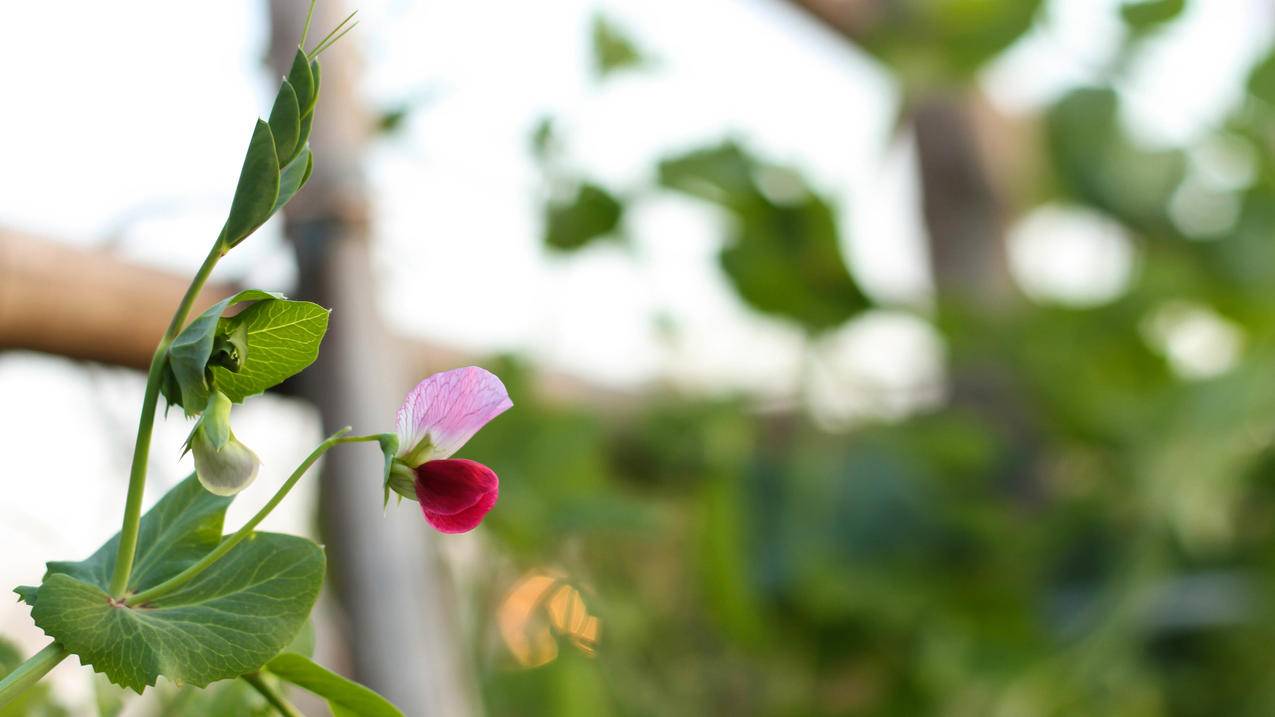 为什么无法注册越南apple id - 各区苹果ID - 55dz账号网