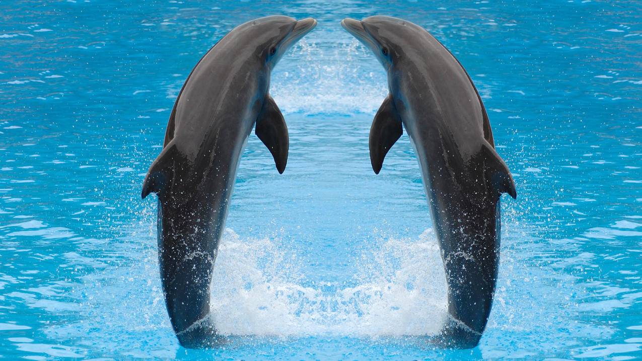 苹果手机怎么登陆youtube图片_苹果怎么登录youtube - skype相关 - 55dz账号网