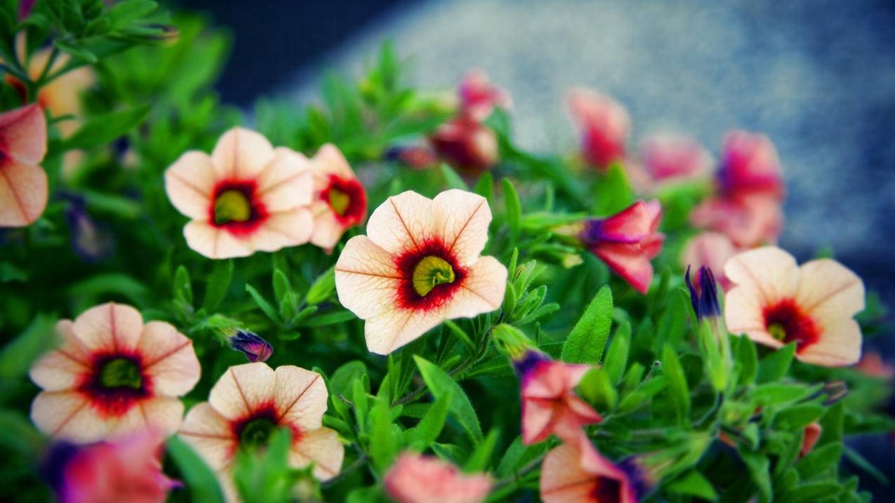 更改越南apple id地区必须取消订阅（apple id订阅取消后还是不能改地区） - 各区苹果ID - 55dz账号网