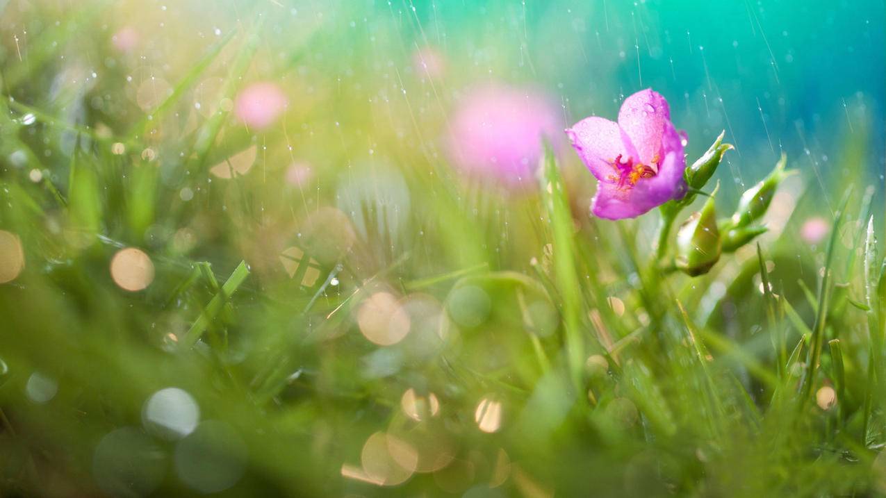 gmail下载安装_gmail官方下载 - gmail相关 - 55dz账号网