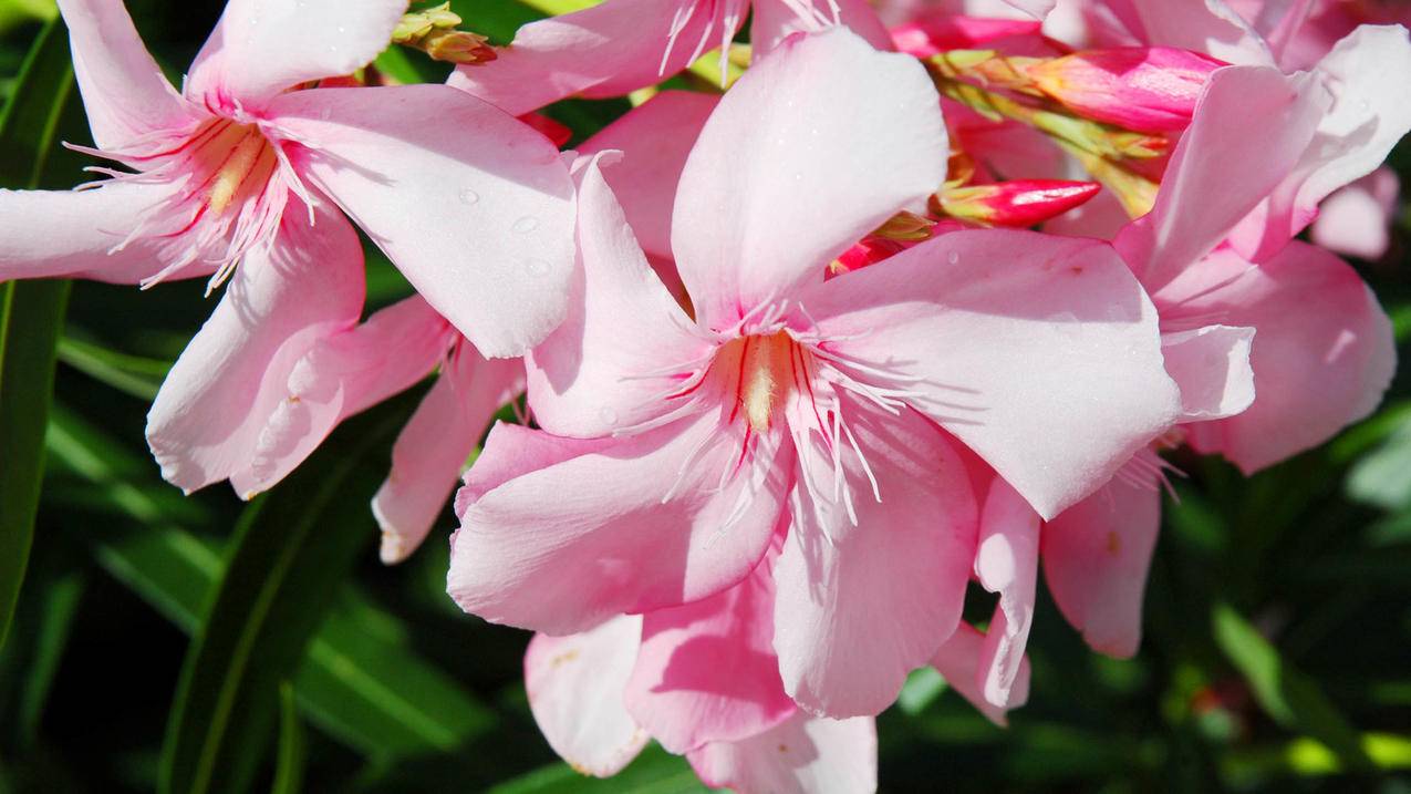 ipad无法输入appleid验证码_ipad输入不了验证码 - Apple ID相关 - 55dz账号网