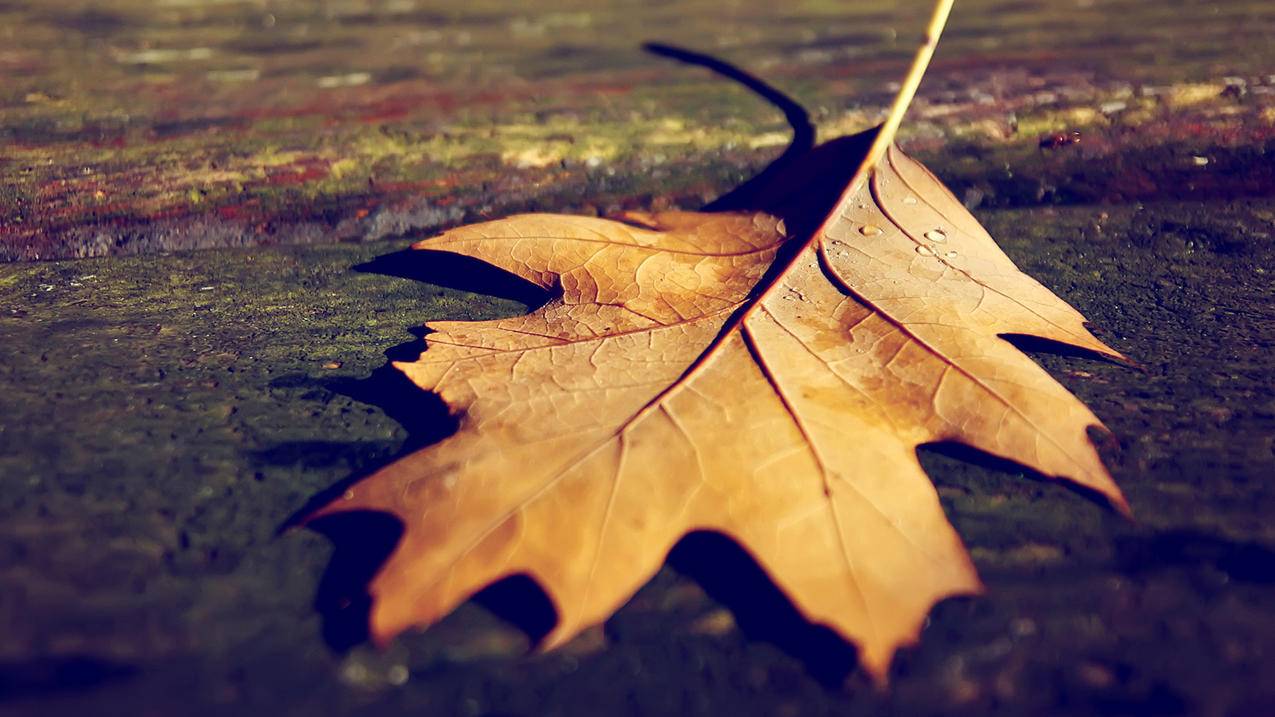 越南苹果id彻底永久注销等了好几天 - 各区苹果ID - 55dz账号网