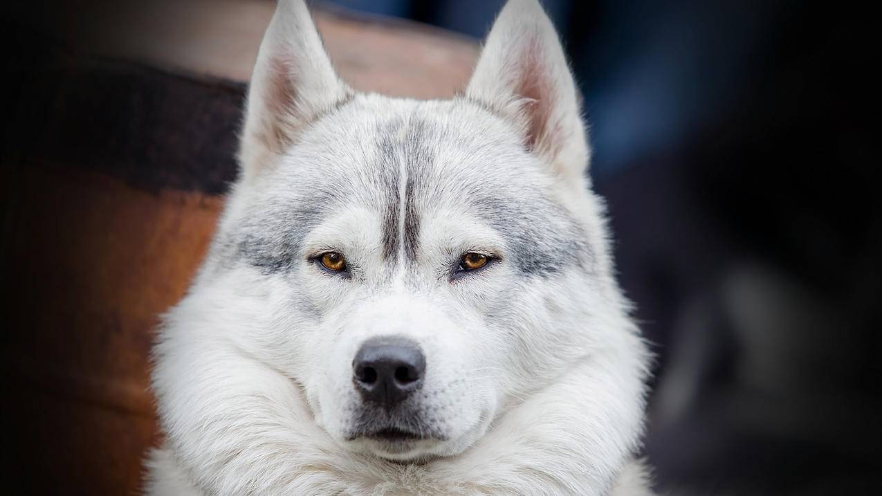 clash外网加速器怎么配置图文_clash加速器安卓版 - clash相关 - 55dz账号网